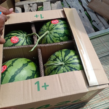 8424西瓜7斤打底8成熟1茬，全国代收代发，