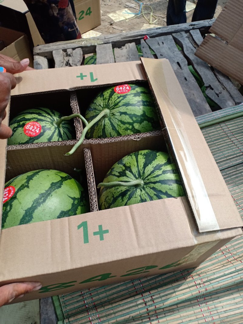 8424西瓜7斤打底8成熟1茬，全国代收代发，