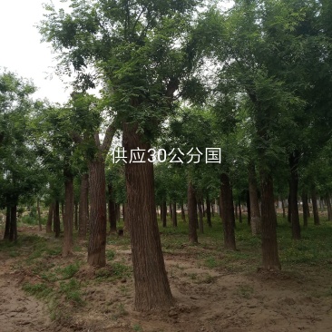 国槐基地