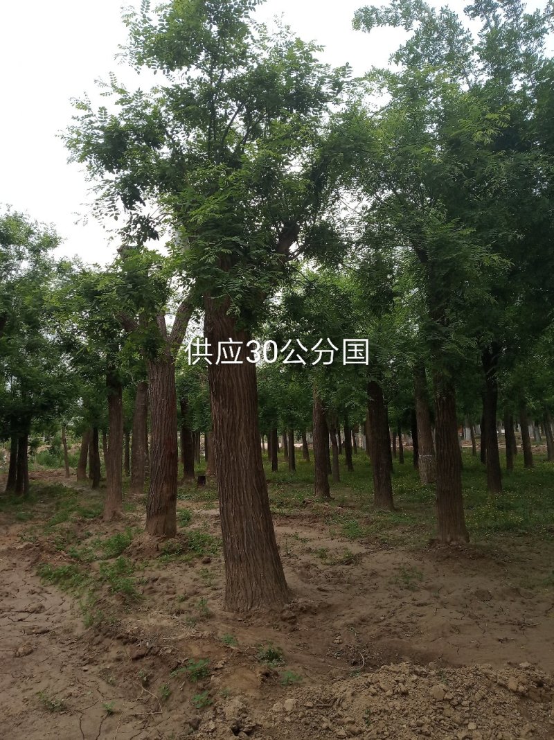 国槐基地