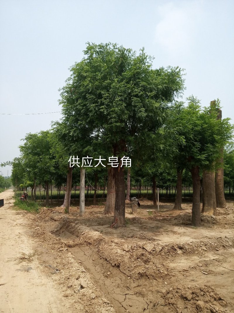 国槐基地