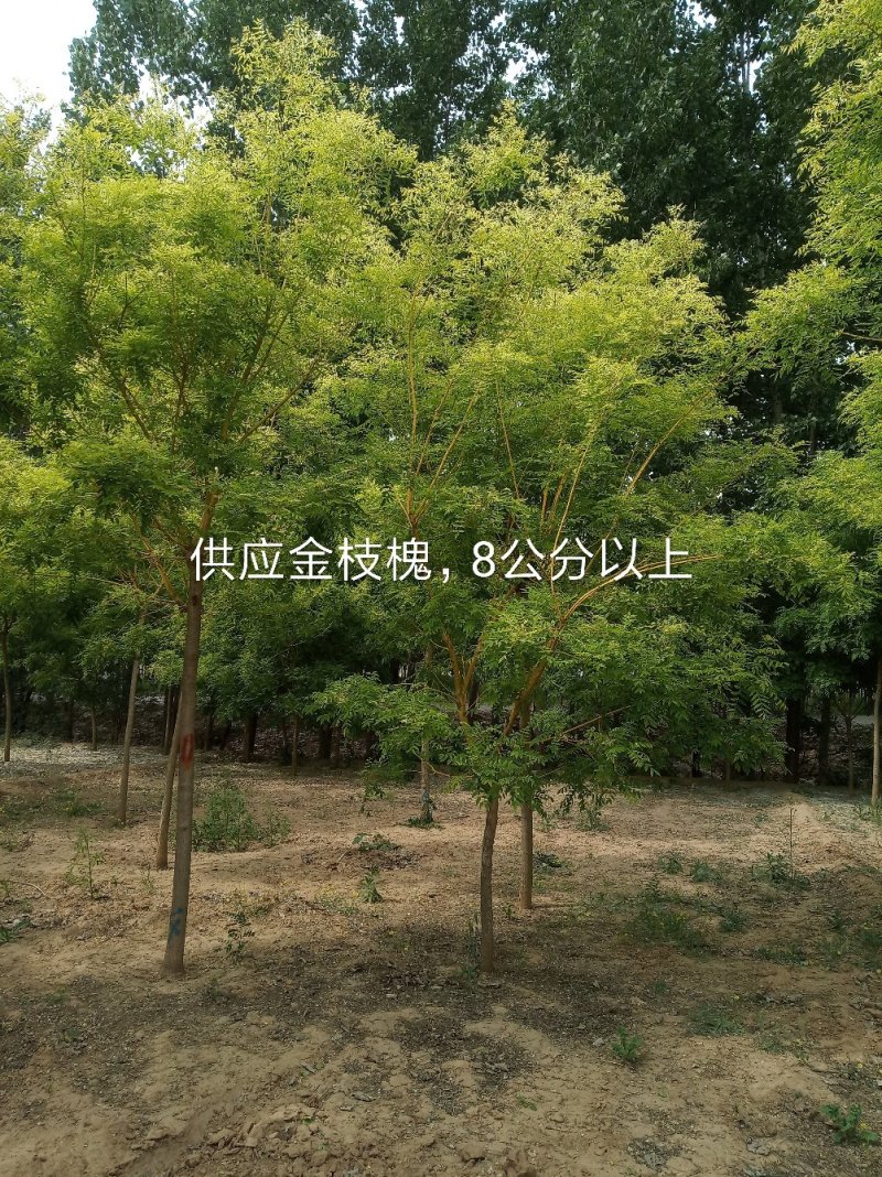 国槐基地