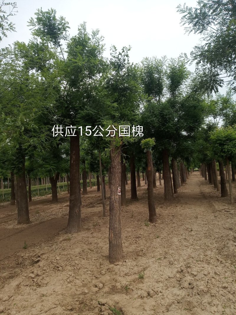 国槐基地