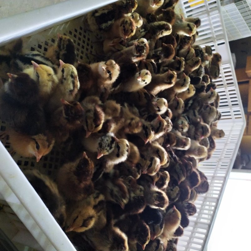 草鸡苗