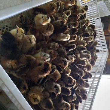 草鸡苗