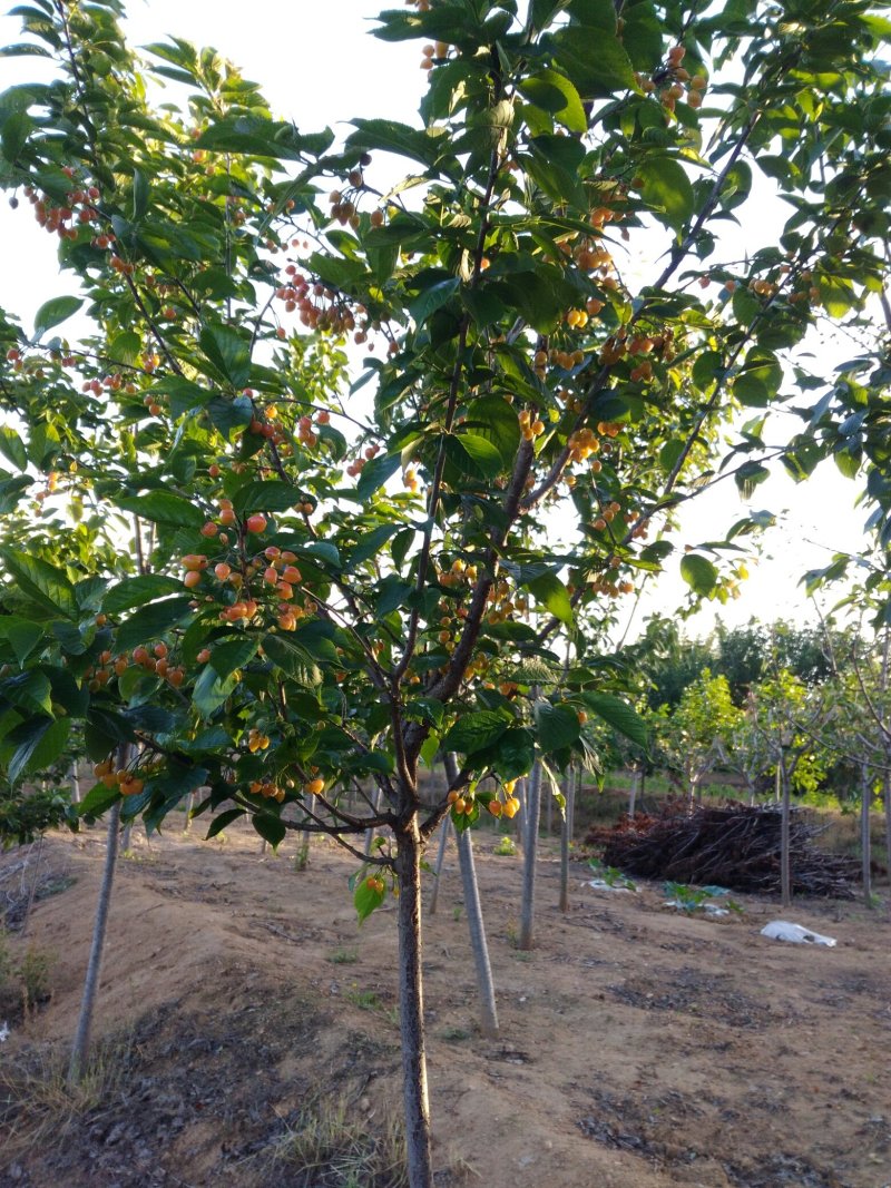 结果樱珠树大批量出售