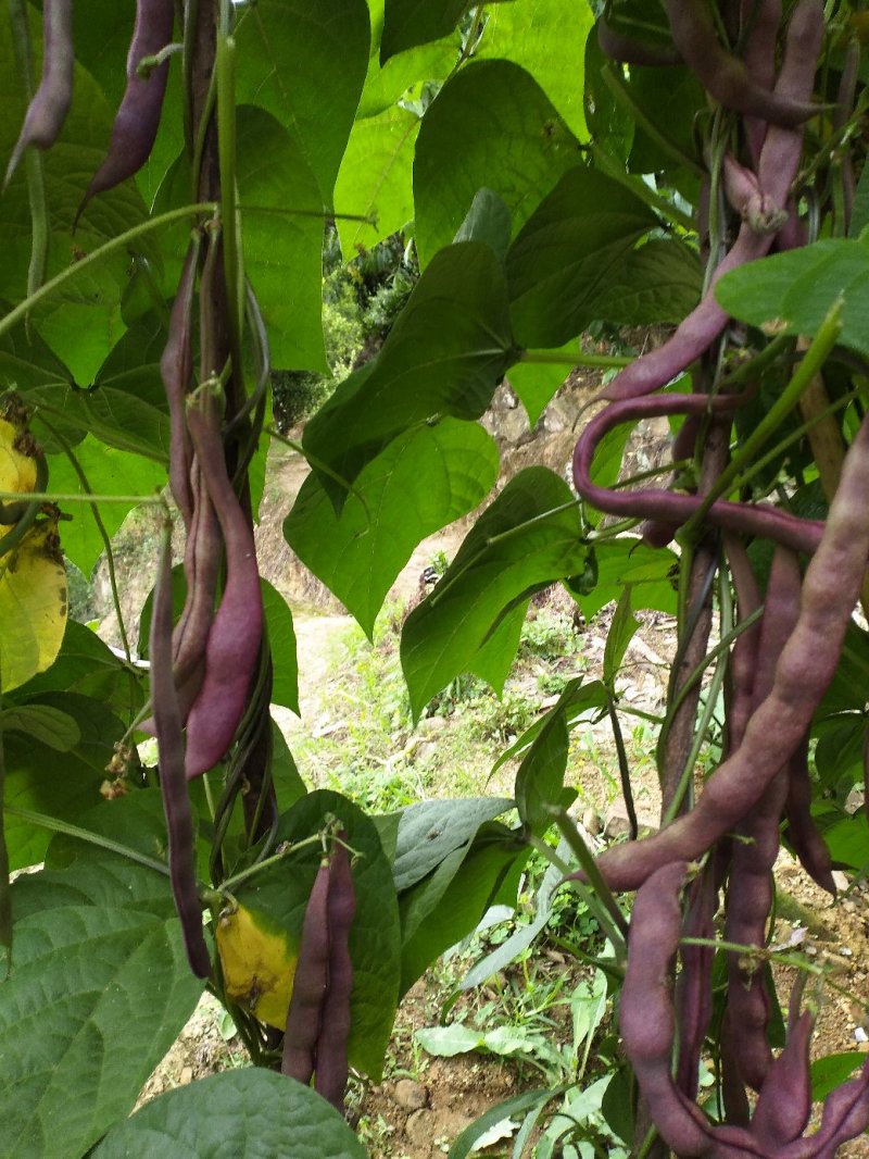 紫红色四季豆
