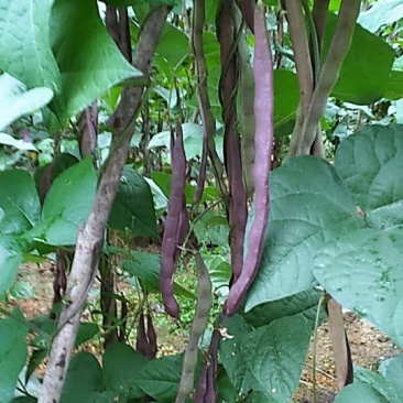 紫红色四季豆