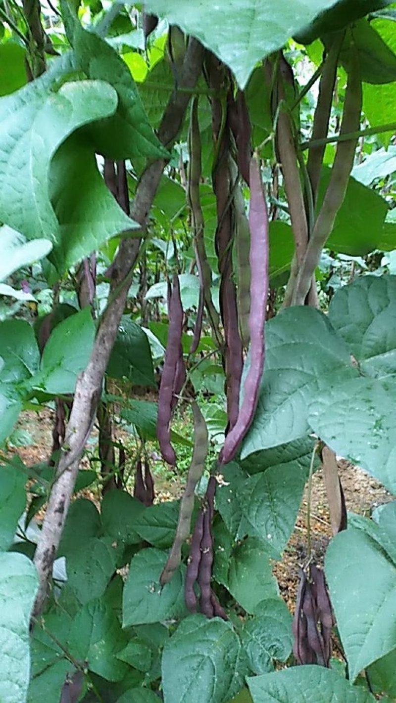 紫红色四季豆