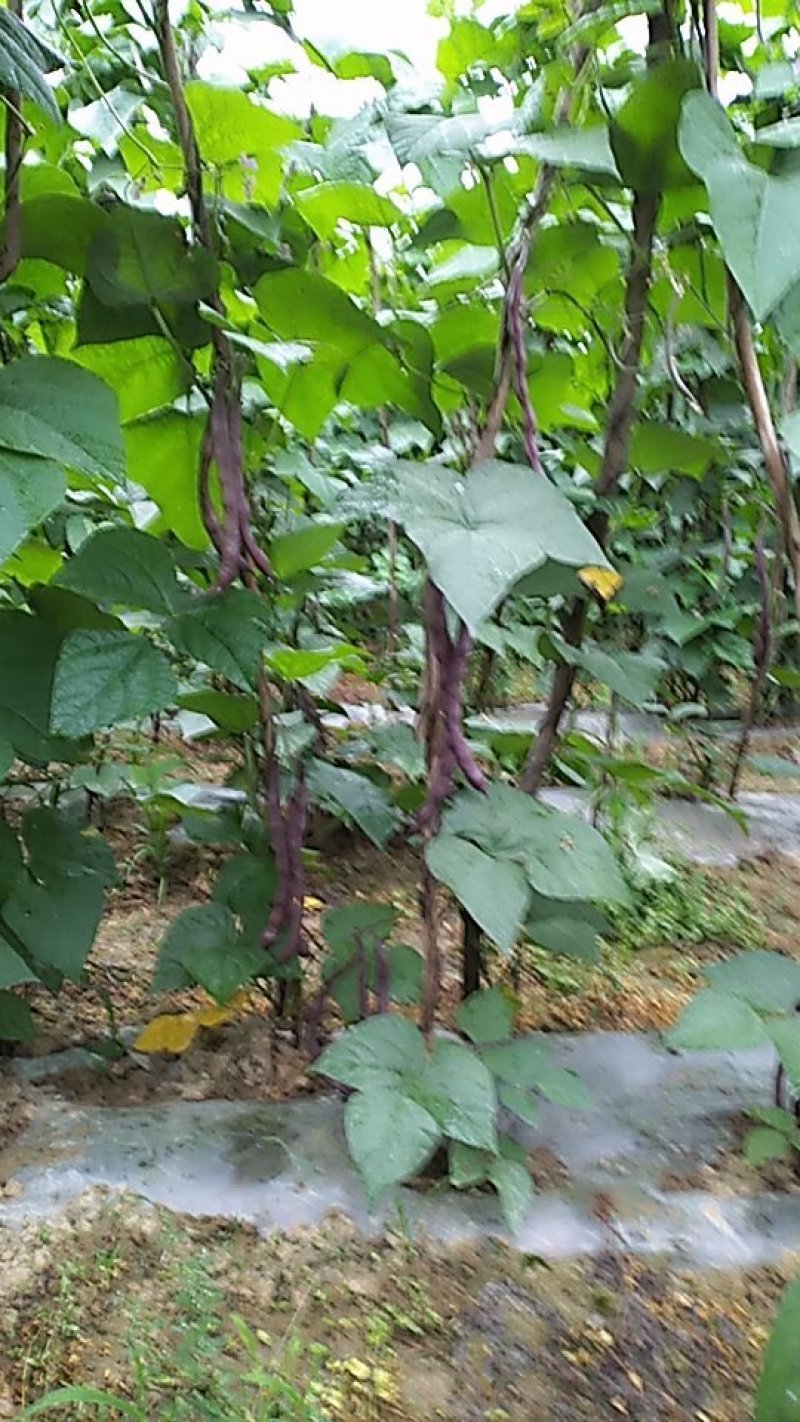 紫红色四季豆