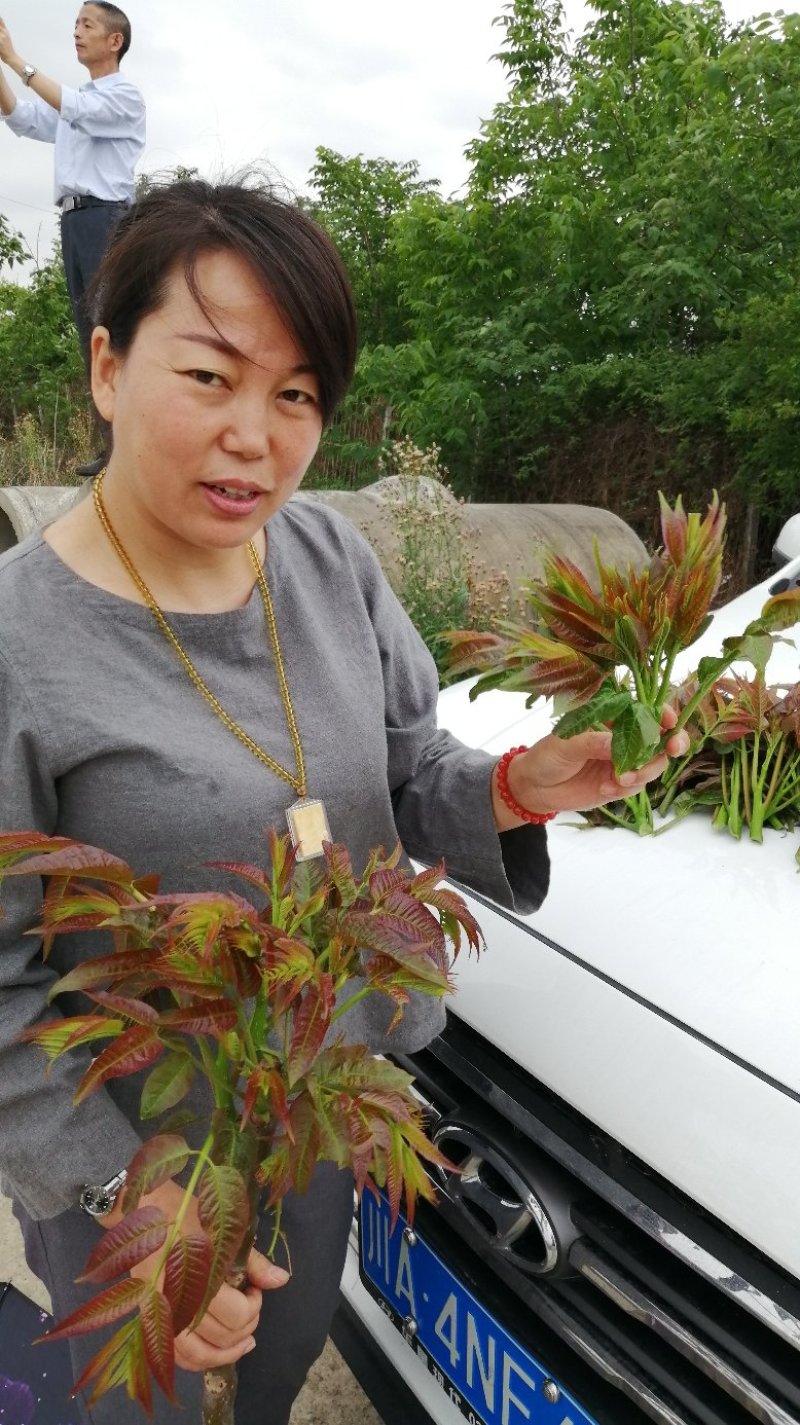 四季香椿苗，高海拔，低平原专利保护资源，采摘周期长。