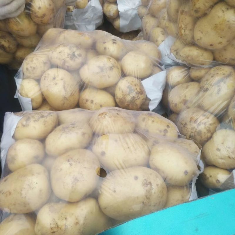精品荷兰十五，中薯实验一，沃土，五月二十号上市，产地直销