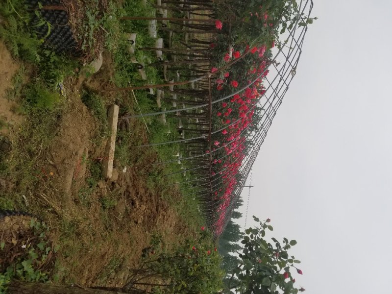 树桩月季，高杆月季，精品月季