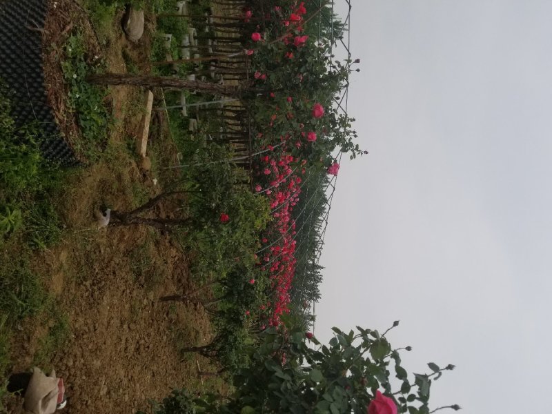 树桩月季，高杆月季，精品月季