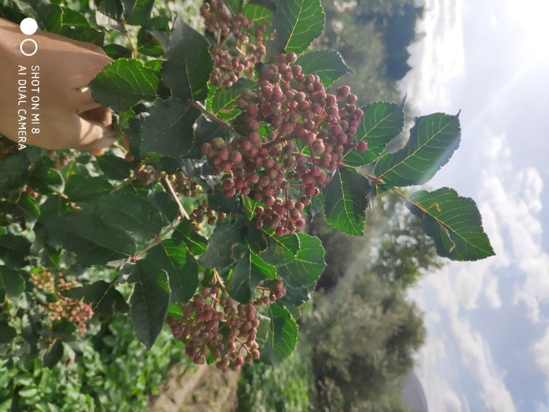 武都无刺花椒大红袍花椒树苗梅花椒正品纯货2年苗