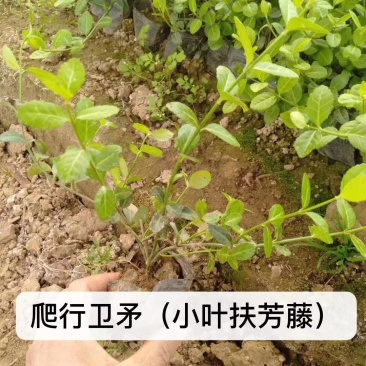 卫矛