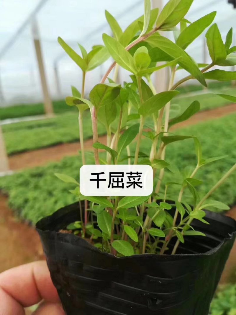 千屈菜