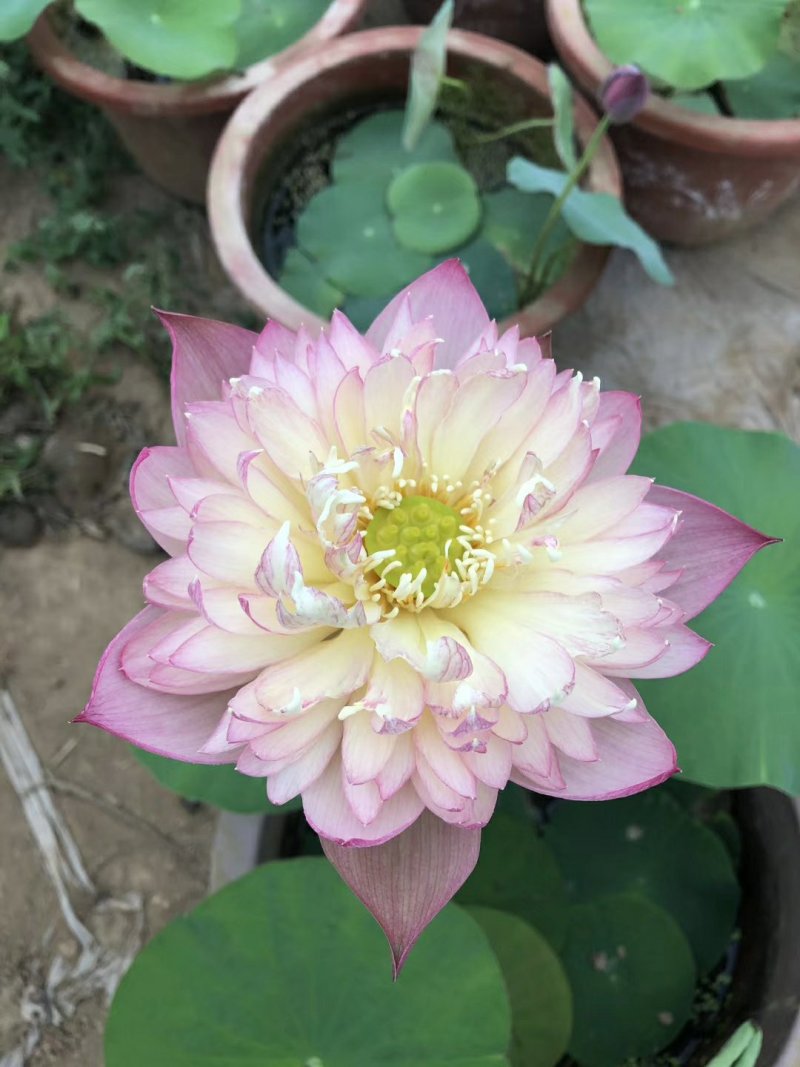 盆栽荷花