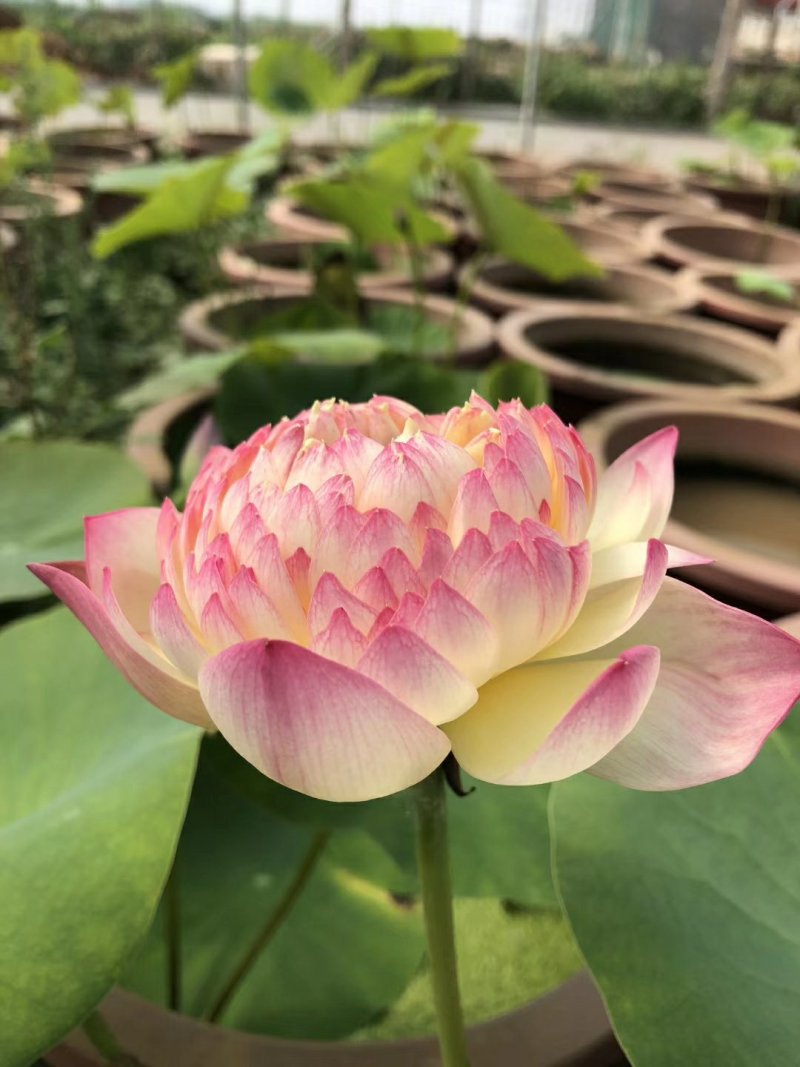 盆栽荷花