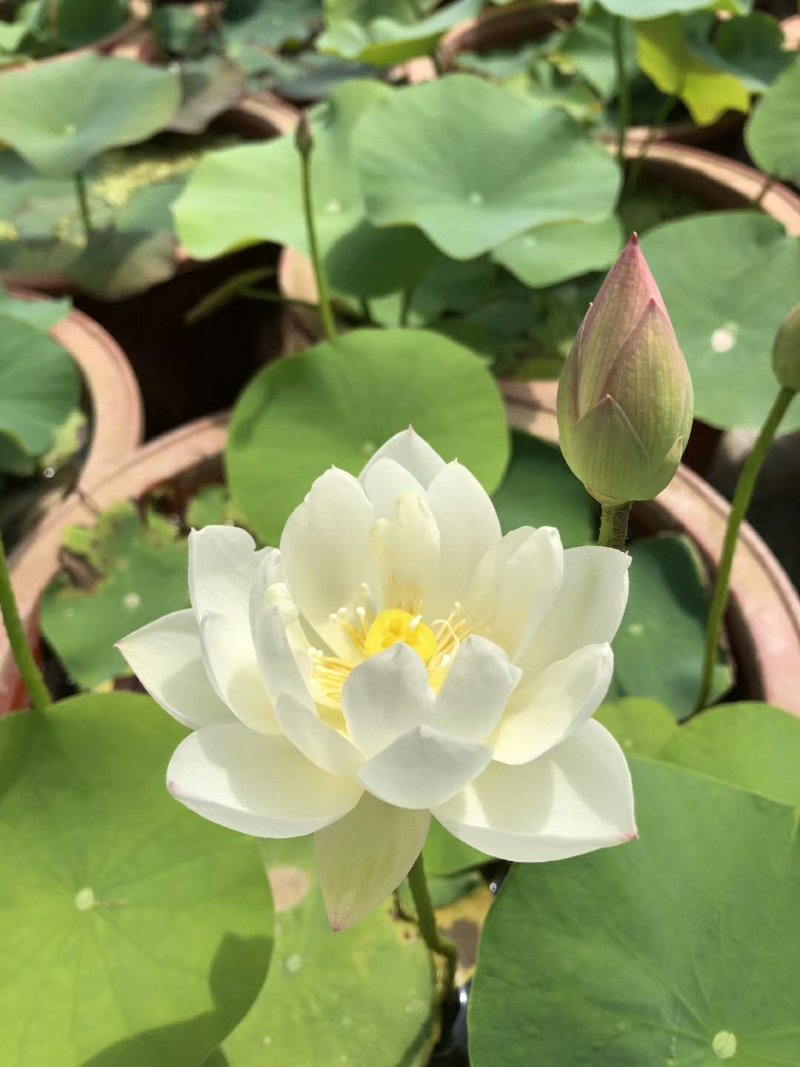 盆栽荷花