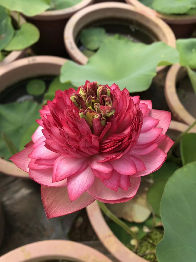 盆栽荷花