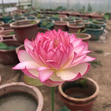 盆栽荷花