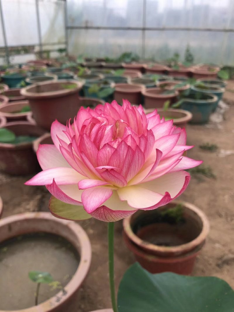 盆栽荷花
