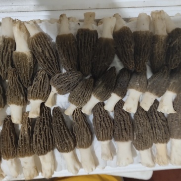 食用菌羊肚菌