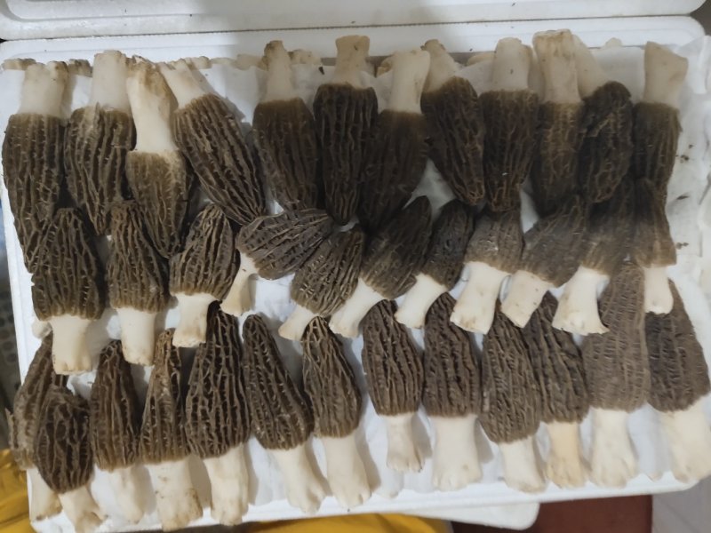 食用菌羊肚菌