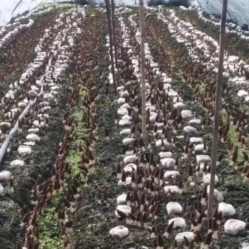 食用菌羊肚菌