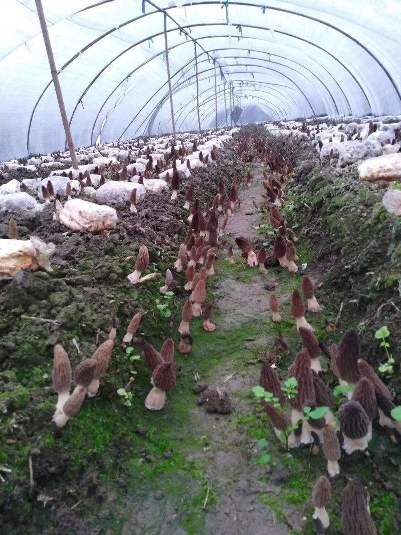 食用菌羊肚菌