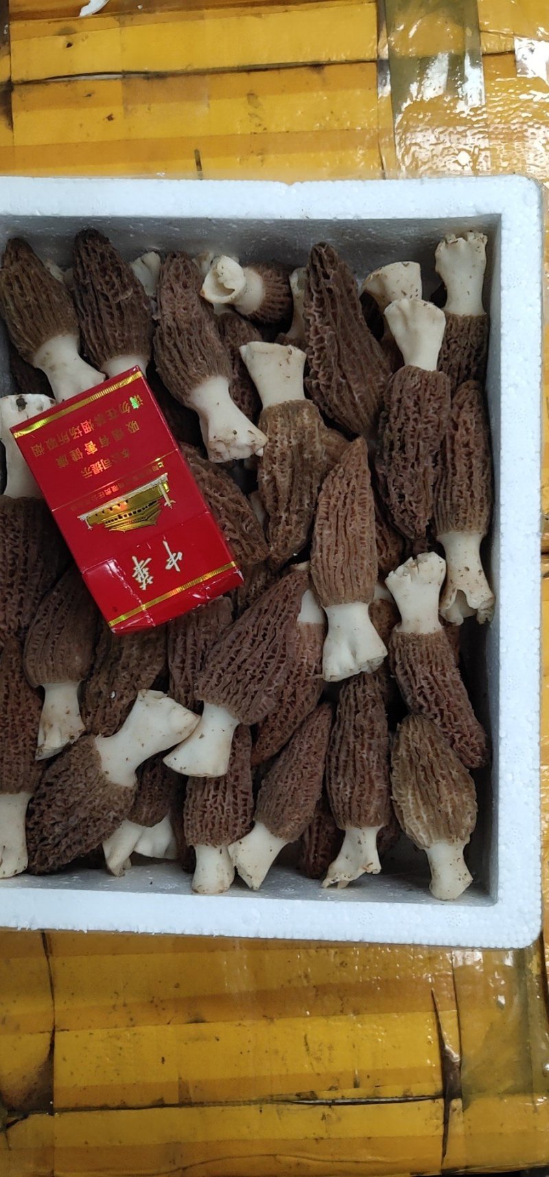食用菌羊肚菌