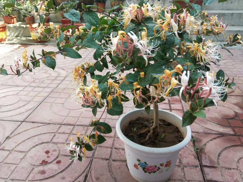 金银花盆景金银花老桩盆景阳台庭院耐寒四季开花绿植花卉