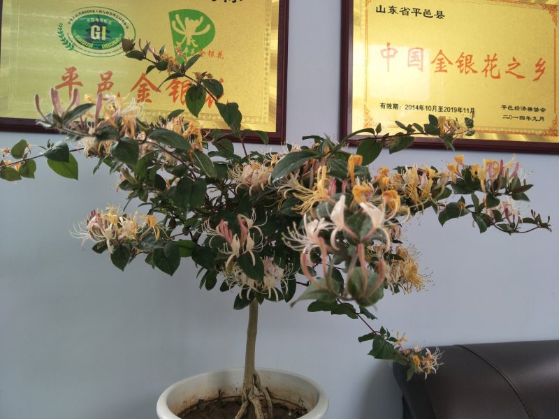 金银花盆景金银花老桩盆景阳台庭院耐寒四季开花绿植花卉