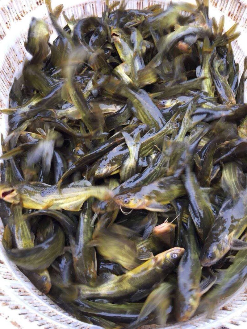 黄辣丁鱼苗【送货上门】品质保障品种齐全保证成活率