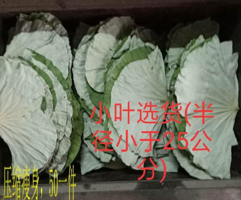 干荷叶(小叶R≤25公分)