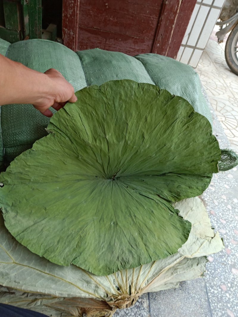 干荷叶(小叶R≤25公分)