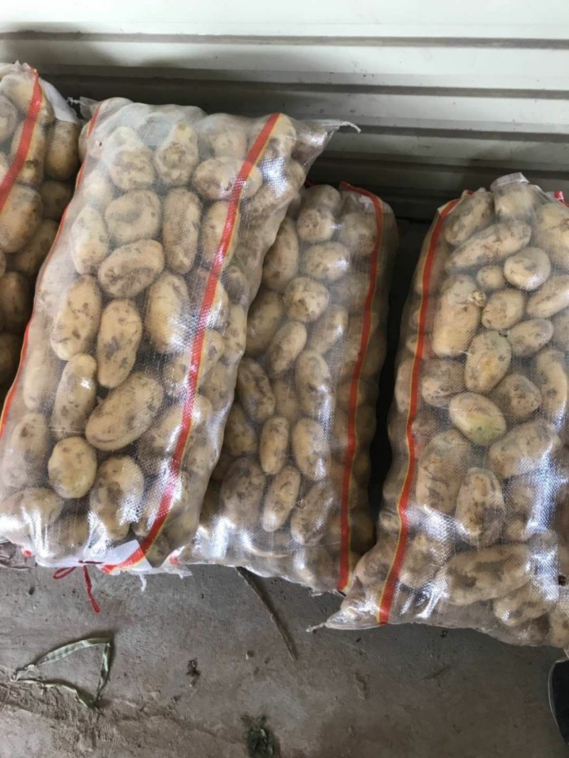 土豆精品3两以上精品货源土豆3两以上西瓜红龙