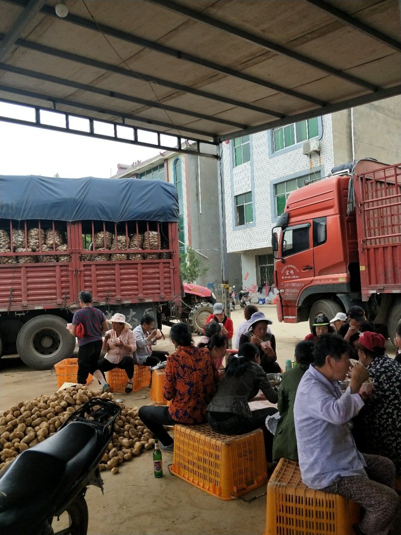 土豆精品3两以上精品货源土豆3两以上西瓜红龙