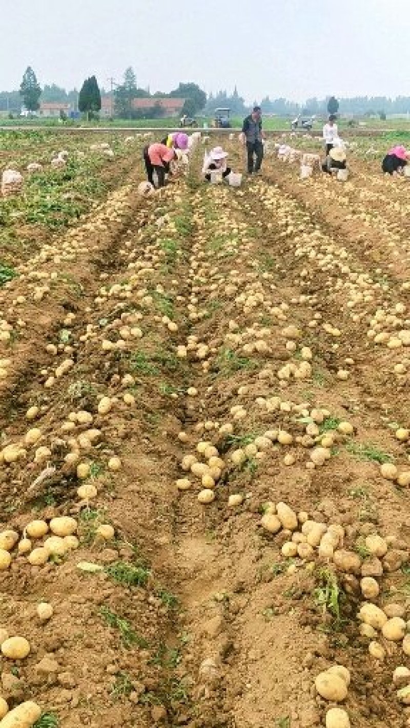 土豆3两以上西瓜红龙九冬瓜南瓜长豆精品