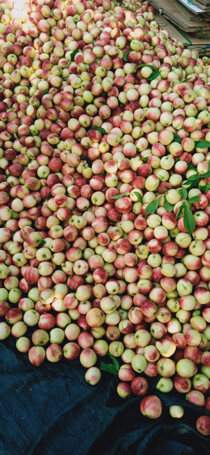 河南露天油桃518油桃白肉油，中油17油桃产地直发量大。