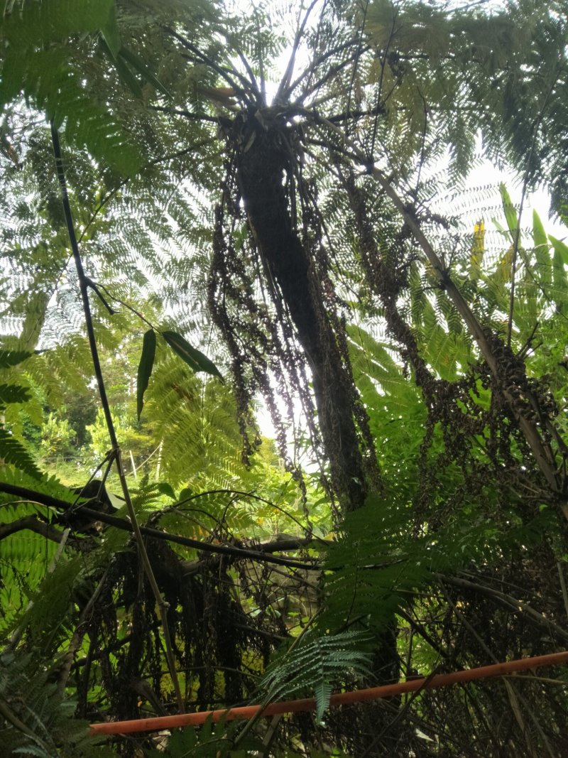 树蕨干货