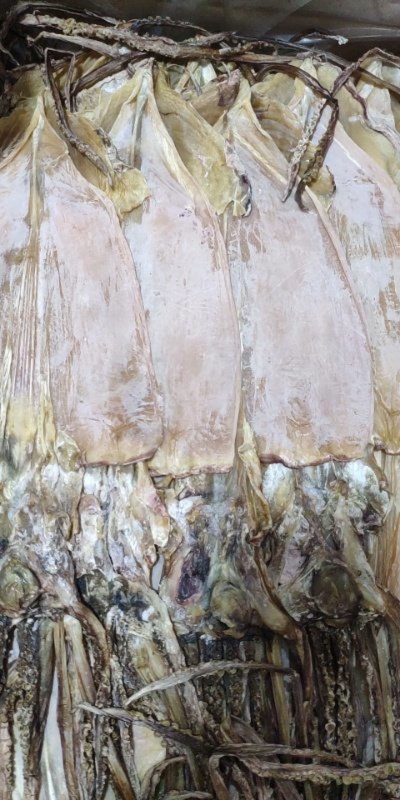 批发淡干鱿鱼干（巨鲸水产出品）
