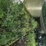 金蛋子小山灌木，生桩，现挖，现发货不包邮