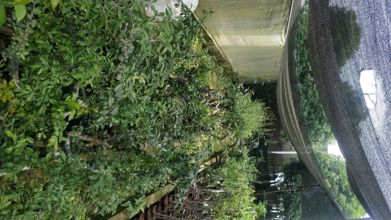 金蛋子小山灌木，生桩，现挖，现发货不包邮