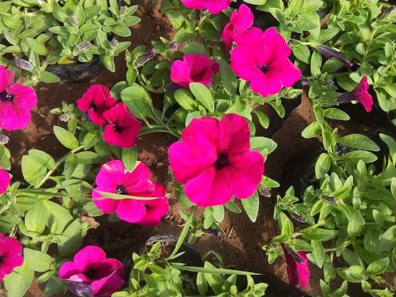 垂吊牵牛花垂钓牵牛牵牛花质量保证欢迎实地看货