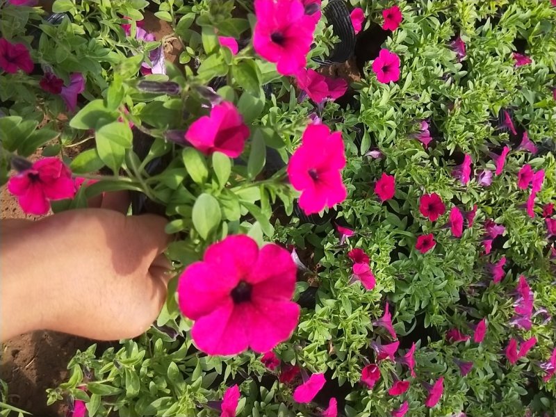 垂吊牵牛花垂钓牵牛牵牛花质量保证欢迎实地看货