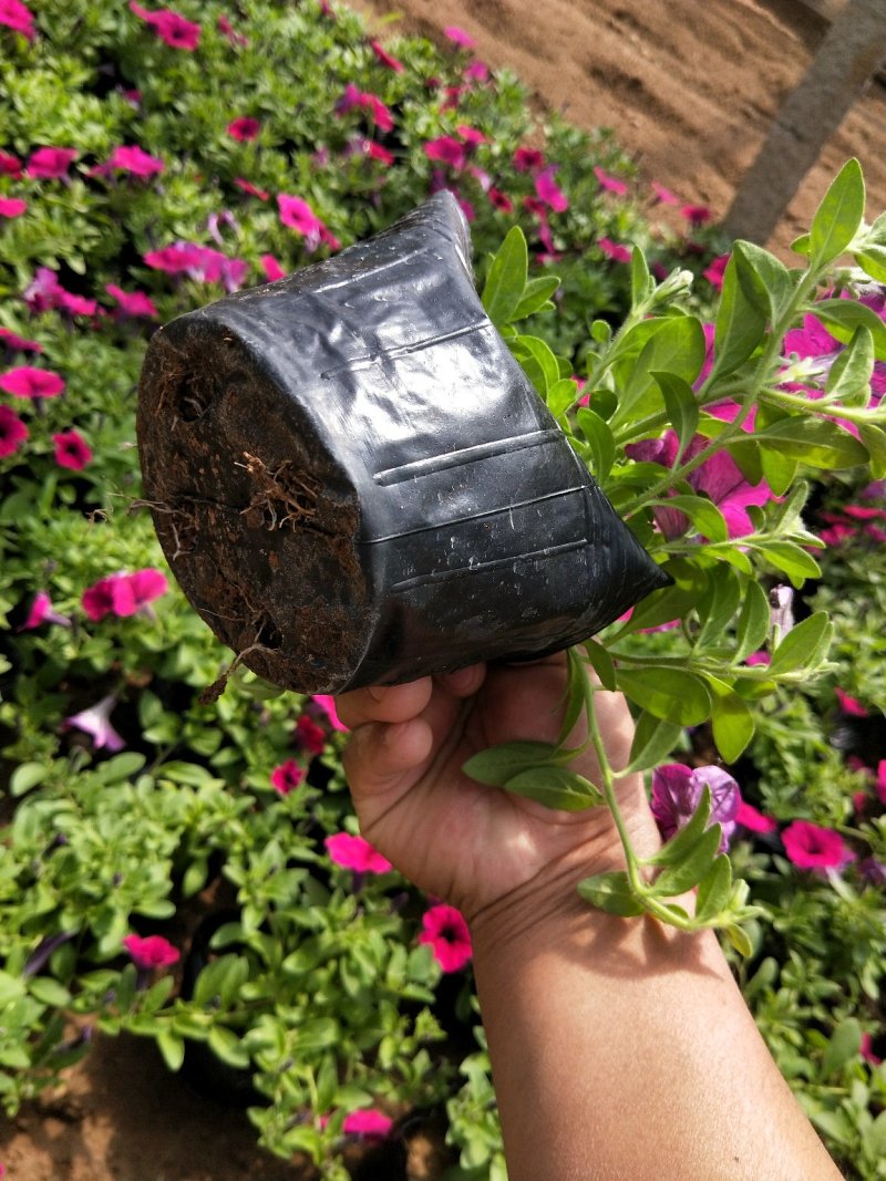 垂吊牵牛花垂钓牵牛牵牛花质量保证欢迎实地看货