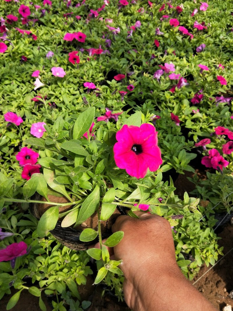 垂吊牵牛花垂钓牵牛牵牛花质量保证欢迎实地看货