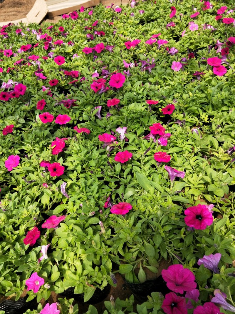垂吊牵牛花垂钓牵牛牵牛花质量保证欢迎实地看货